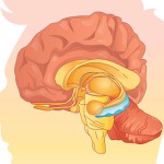 The Anesthetized Hippocampus Still Processes Language, New Study Finds