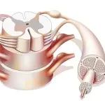Long-Term Data Confirm Efficacy of SCS System